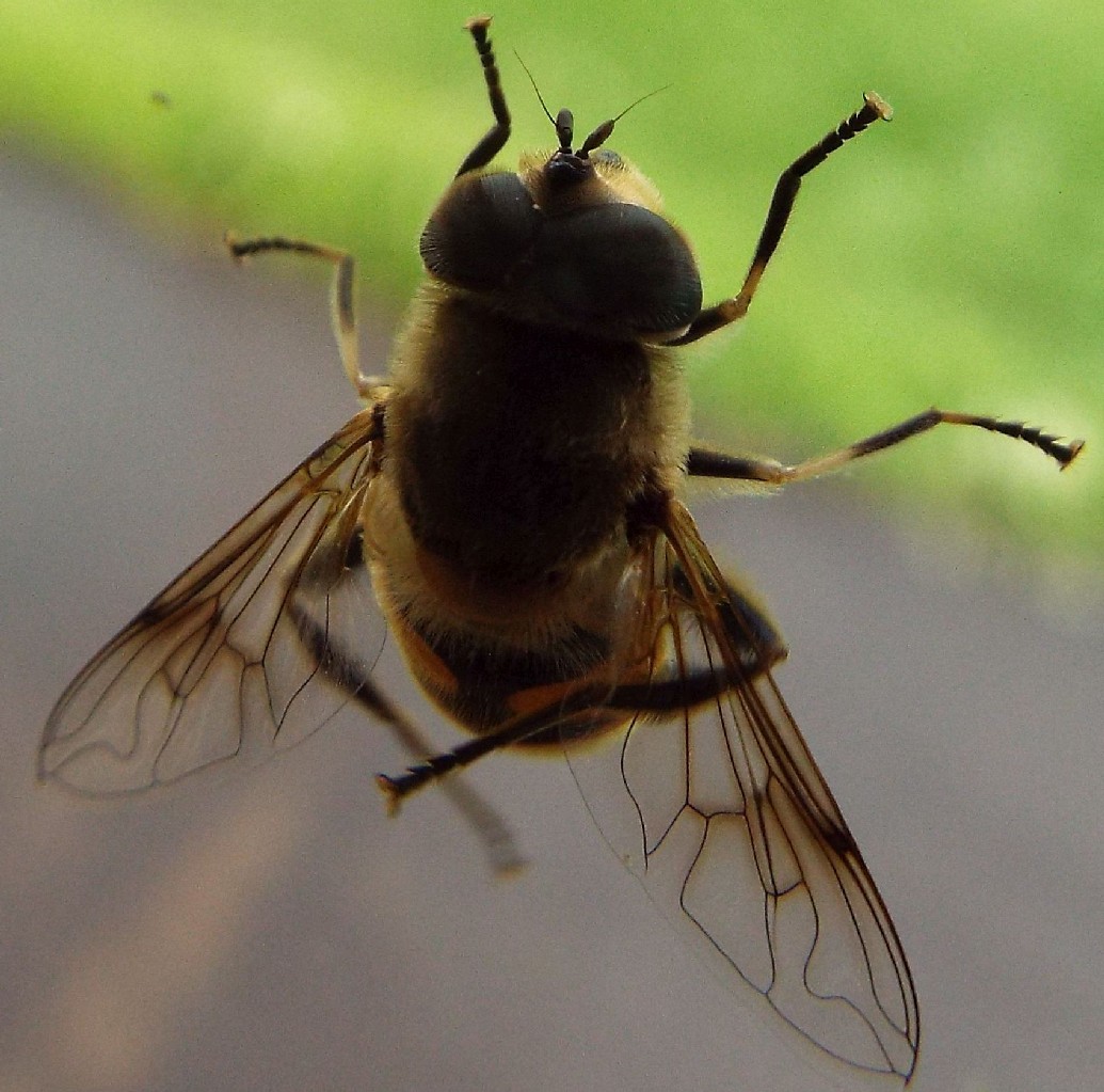 Eristalis tenax (Syrphidae)